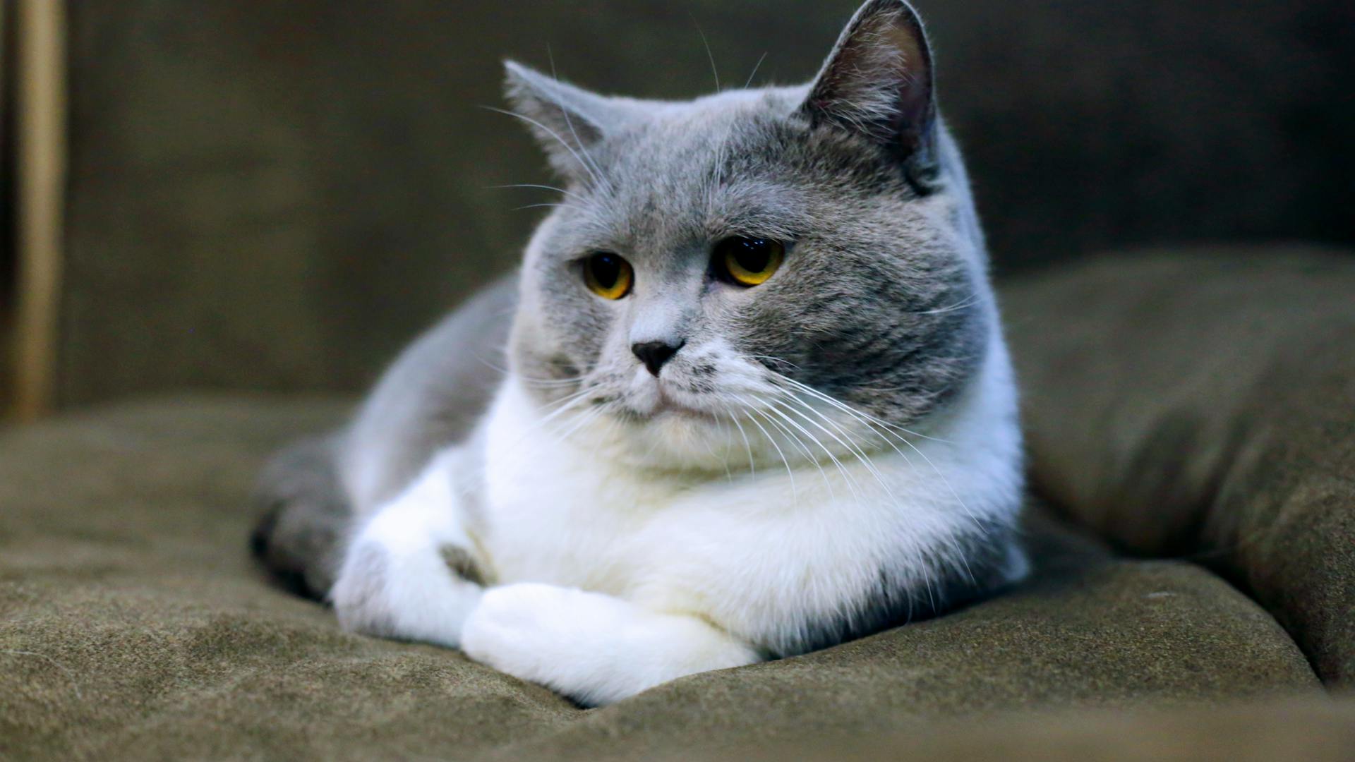 The Ultimate Guide to Cat-Friendly Sofas: Style Meets Scratch-Resistance